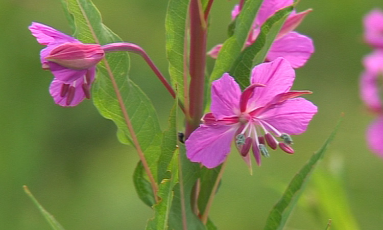 Introduction au peuplement du milieu par les végétaux
